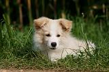 BORDER COLLIE 1284